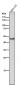 Anti-Flotillin 2 FLOT2 Rabbit Monoclonal Antibody